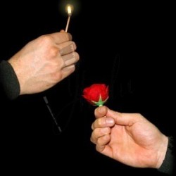 Fósforo a Rosa (Match to Rose)