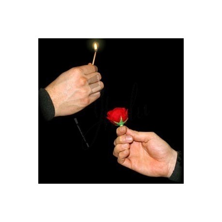 Fósforo a Rosa (Match to Rose)