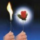 Antorcha a Flor (Torch to Rose)
